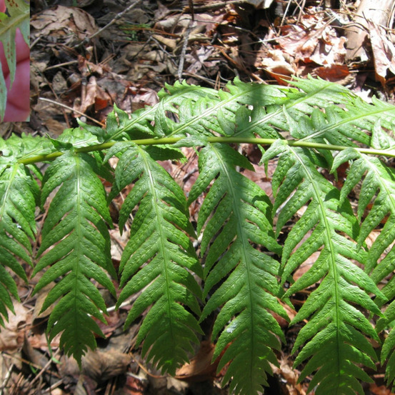 Fougère géante - edition limitée pot de 1 litre