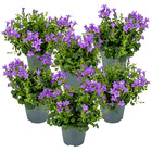 6x campanule ambella violet intense - campanule - couvre-sol - rustique ⌀10.5 cm⌀15-20 cm