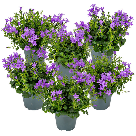 Lot de 6 - campanula ambella intense purple - campanule - 10-20 cm de haut - pot 10,5 cm