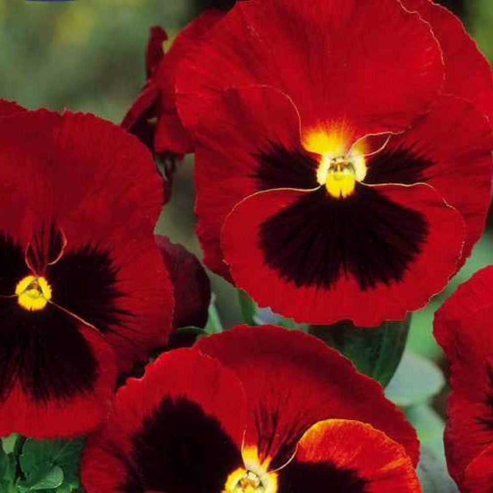 Pensée géante de suisse alpenglow, le sachet / 0. 2g / ±160 graines