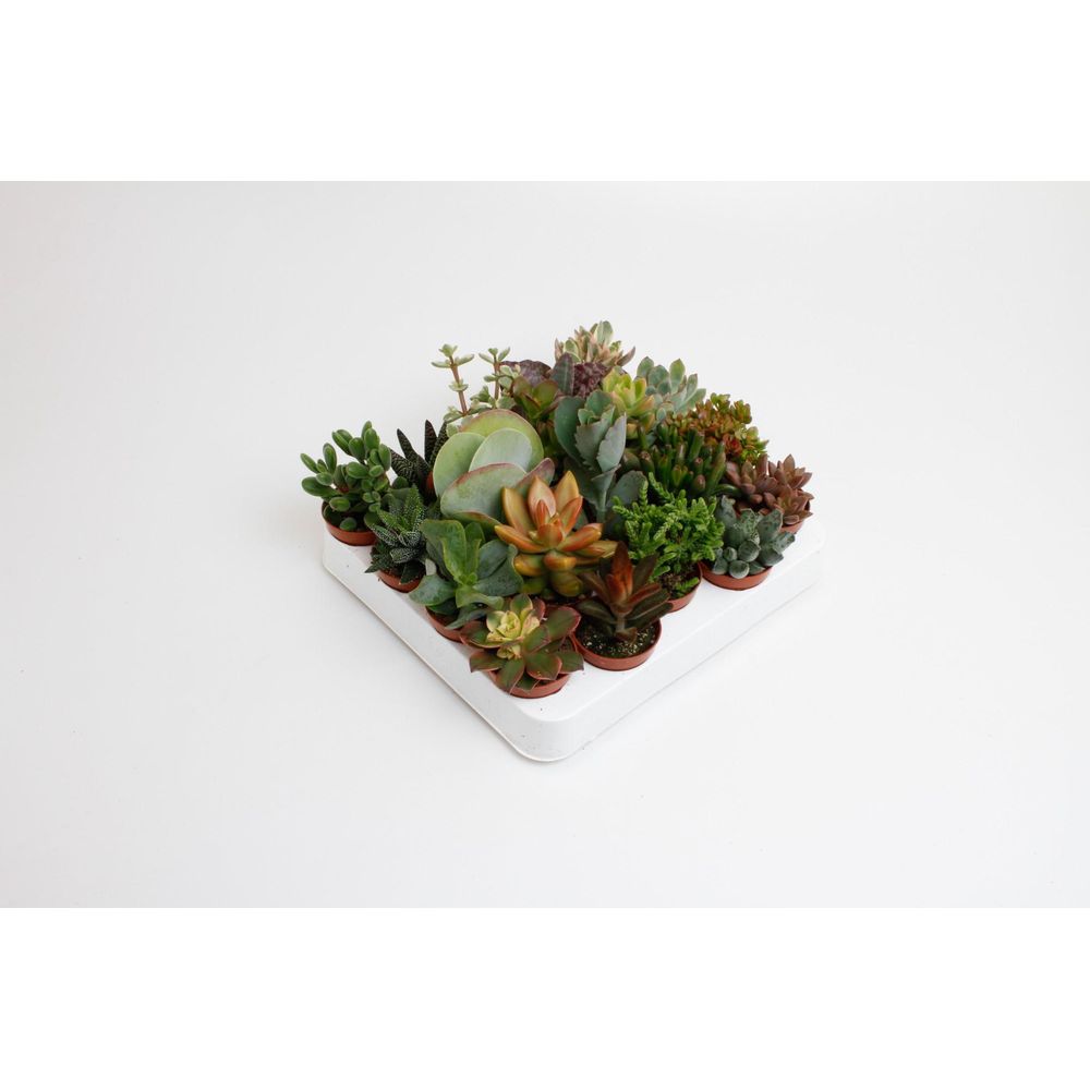 Succulenten mix - 20 pièces - ø5,5cm - ↕10cm - plantes d'intérieur
