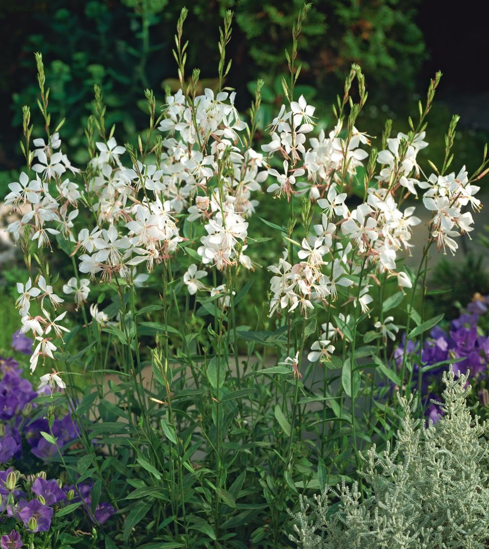 Gaura short form - 3 godets plante vivace