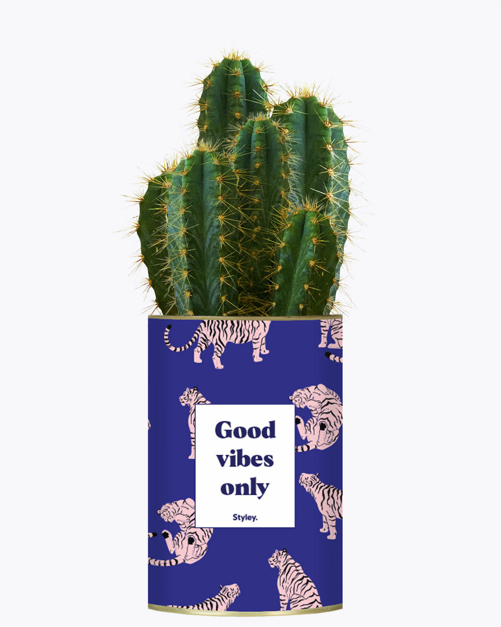 Idée cadeau - good vibes only - cactus