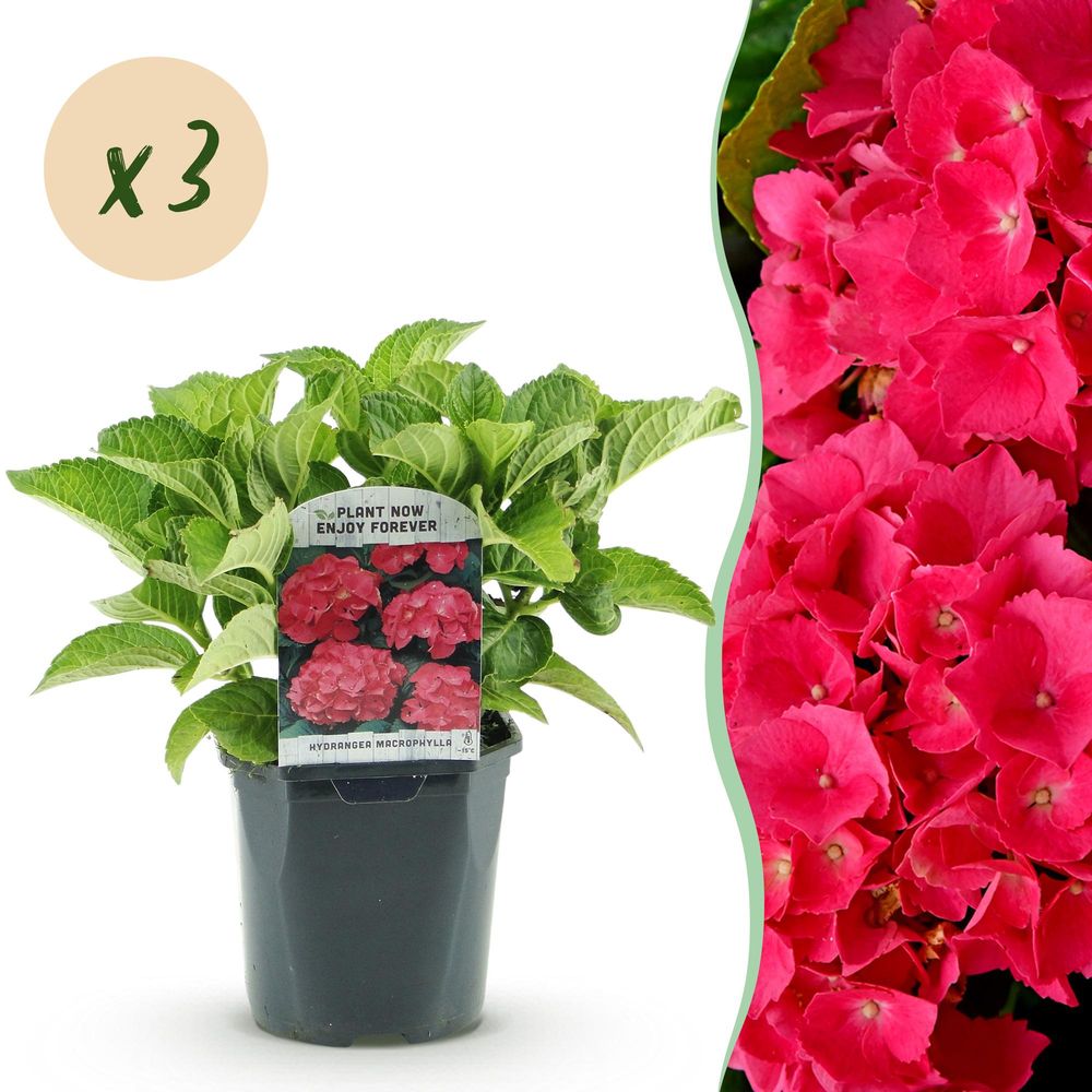 Hortensia de jardin - pot 17 cm - hauteur 30 cm