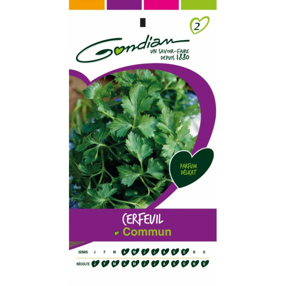 Cerfeuil commun