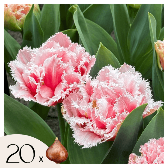 Tulipe - set de 20 - tulipa 'queensland' - bulbes à fleurs - rose