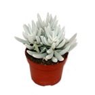 Senecio haworthii - plante succulente poilue blanche - pot de 10,5 cm