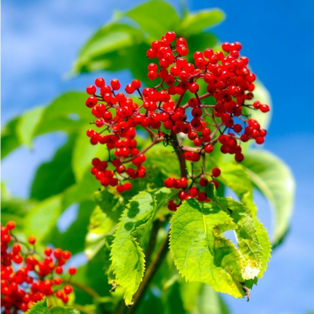 SUREAU ROUGE GRAPPES GF H20A40-(766454)