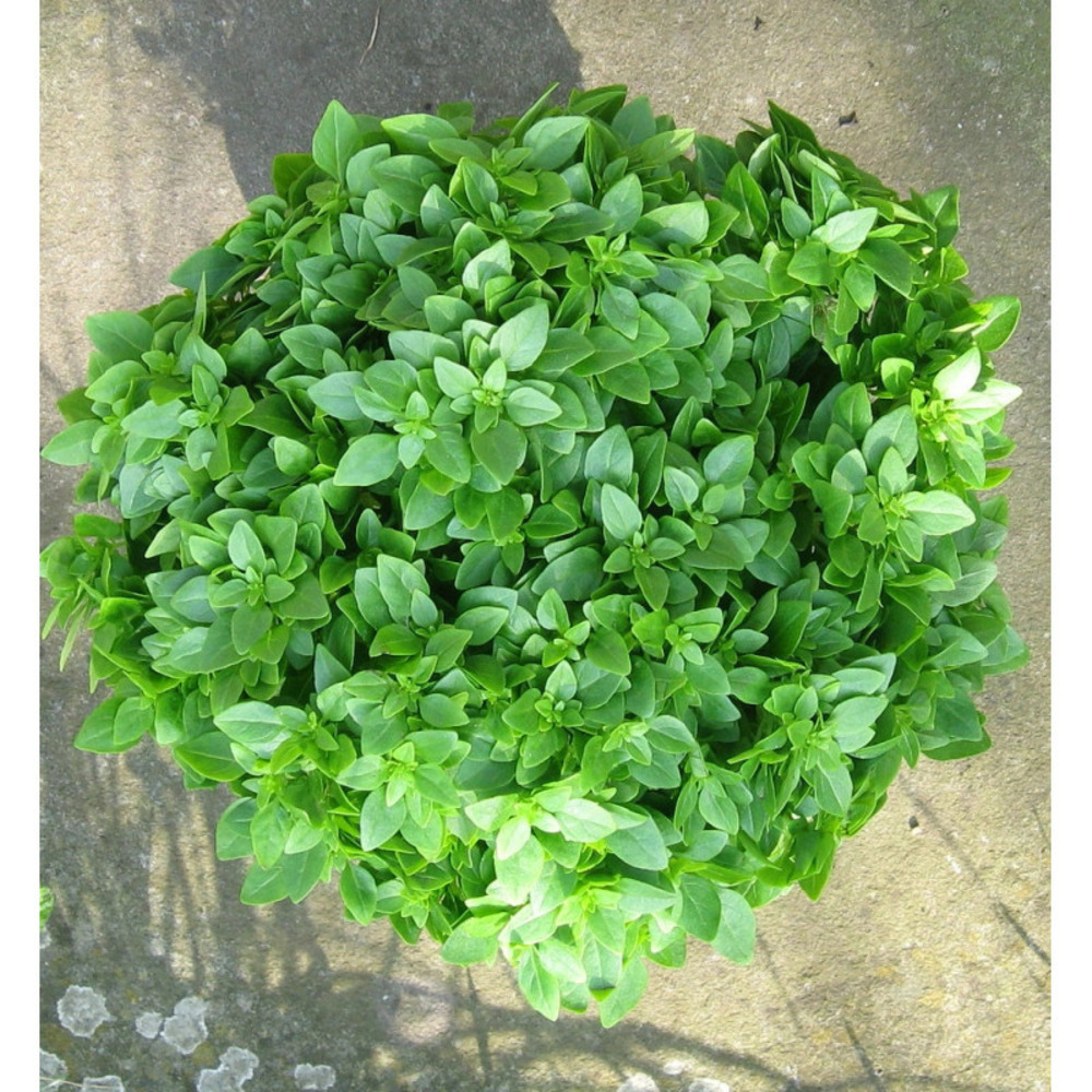 Basilic fin vert - prêt à consommer pot de 1,5l - 10/20 cm