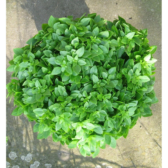 Basilic fin vert - prêt à consommer pot de 1,5l - 10/20 cm