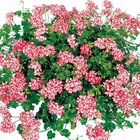 Geranium lierre rouge blanc - 3 godets plante annuelle
