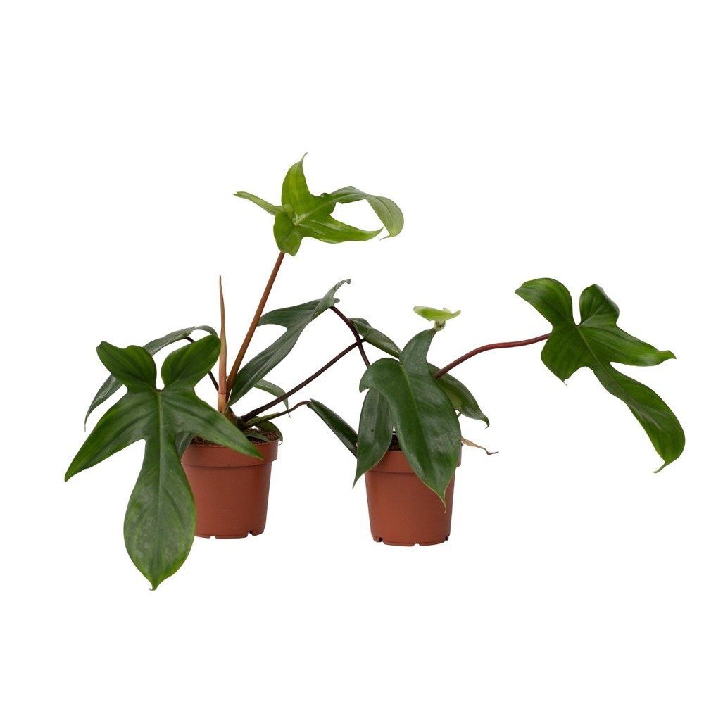 Plante verte - set de 2 - philodendron 'florida green' - hauteur 20-30cm - ⌀12cm