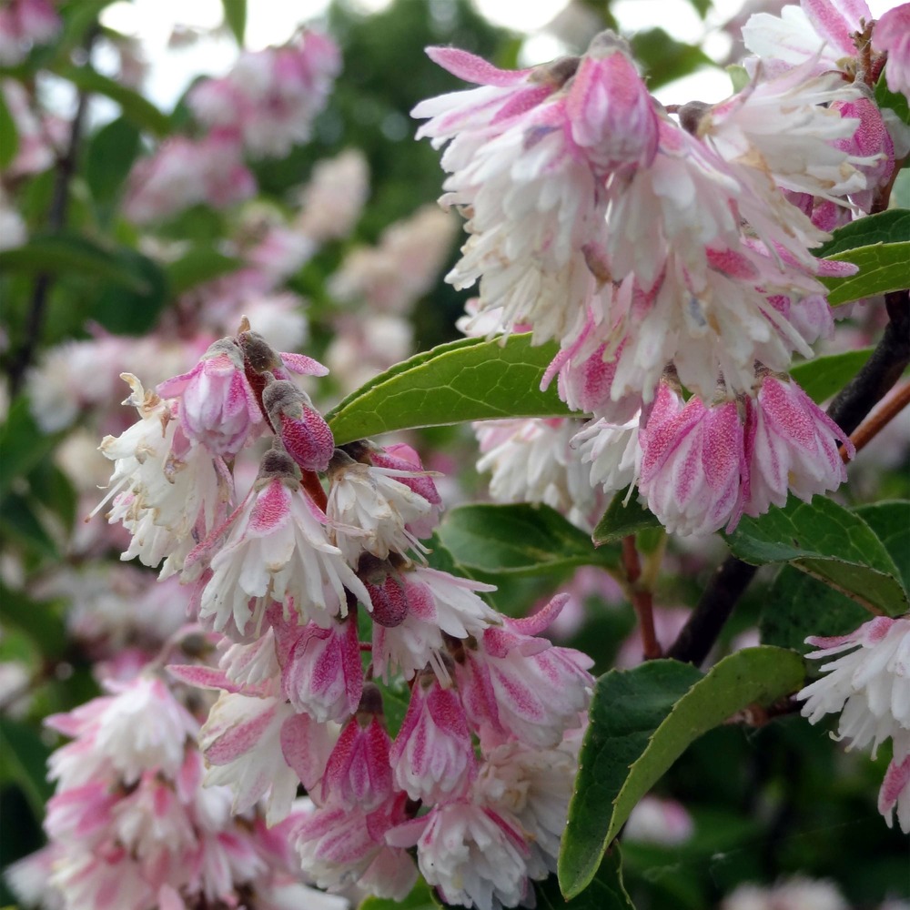 Deutzia scabra 'plena' pot de 2l/3l