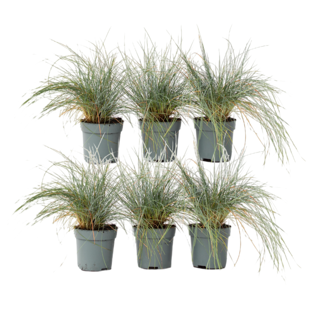 Fétuque - set de 6 - festuca glauca 'elijah blue' - hauteur 10-15cm - ⌀9cm