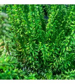 Bruyere verte calluna interieur pot de 10