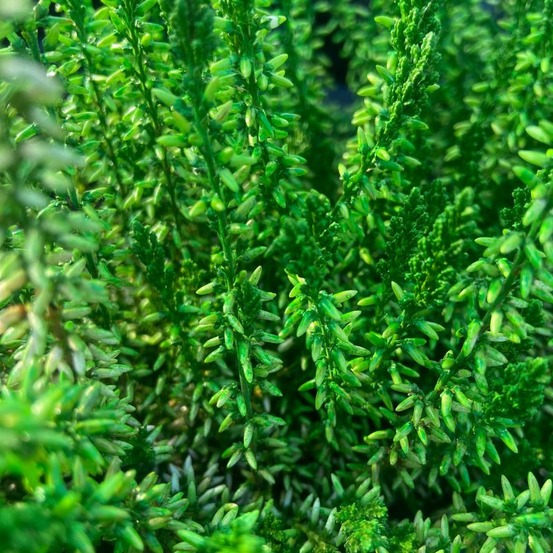 Bruyere verte calluna interieur pot de 10
