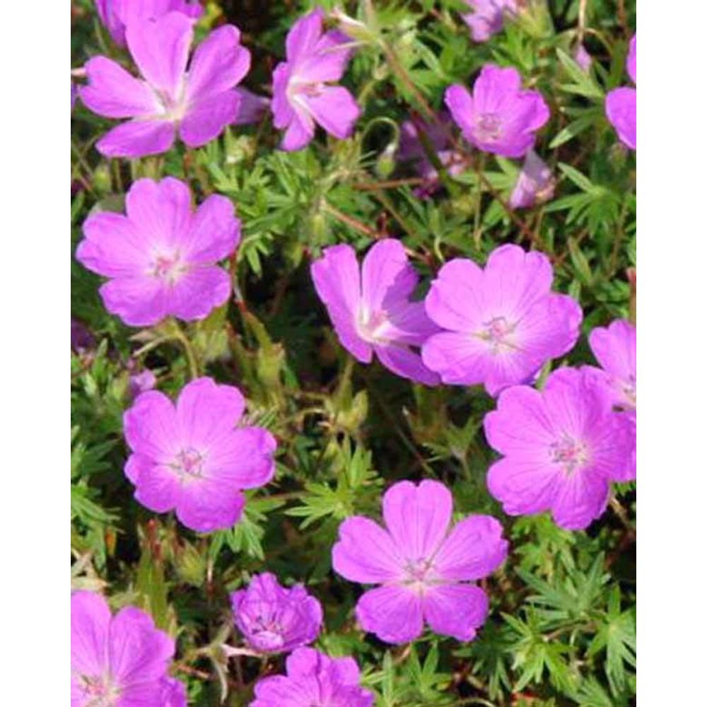 Géranium vivace sanguin aviemore, le pot / ø 9cm / hauteur livrée ...