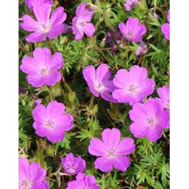 Geranium Avimore Géranium vivace sanguin aviemore, le pot / ø 9cm / hauteur livrée ...