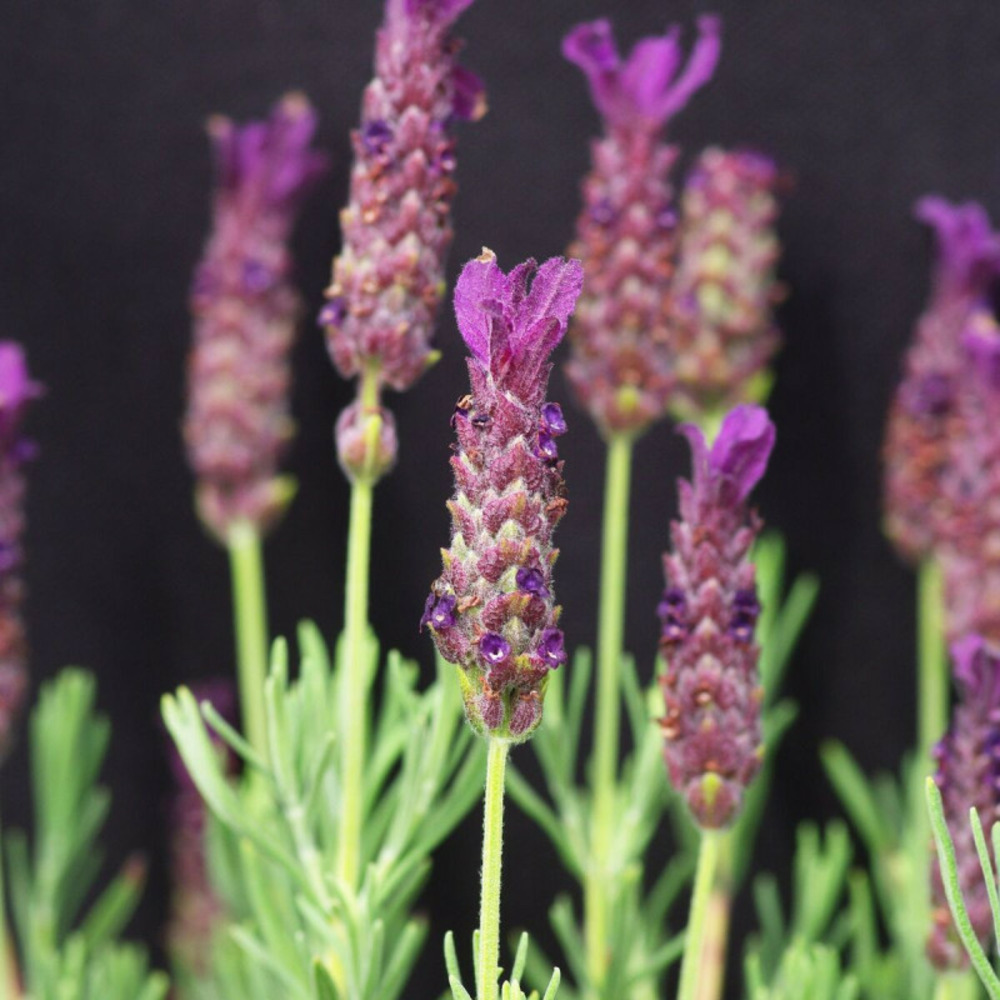 Lavande papillon regal splendour pot de 7,5l - 60/80 cm