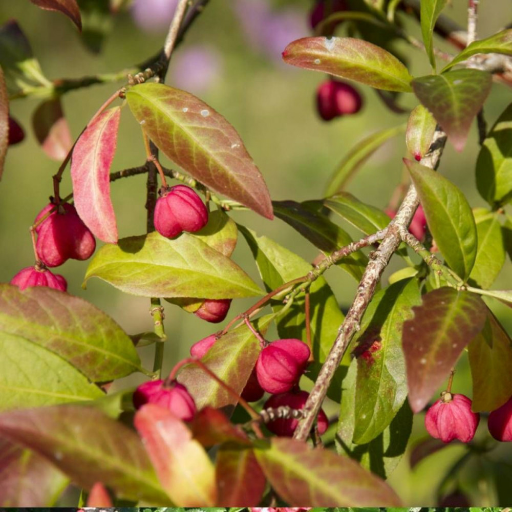 Fusain d'europe, euonymus pot de 3l - 40/60 cm