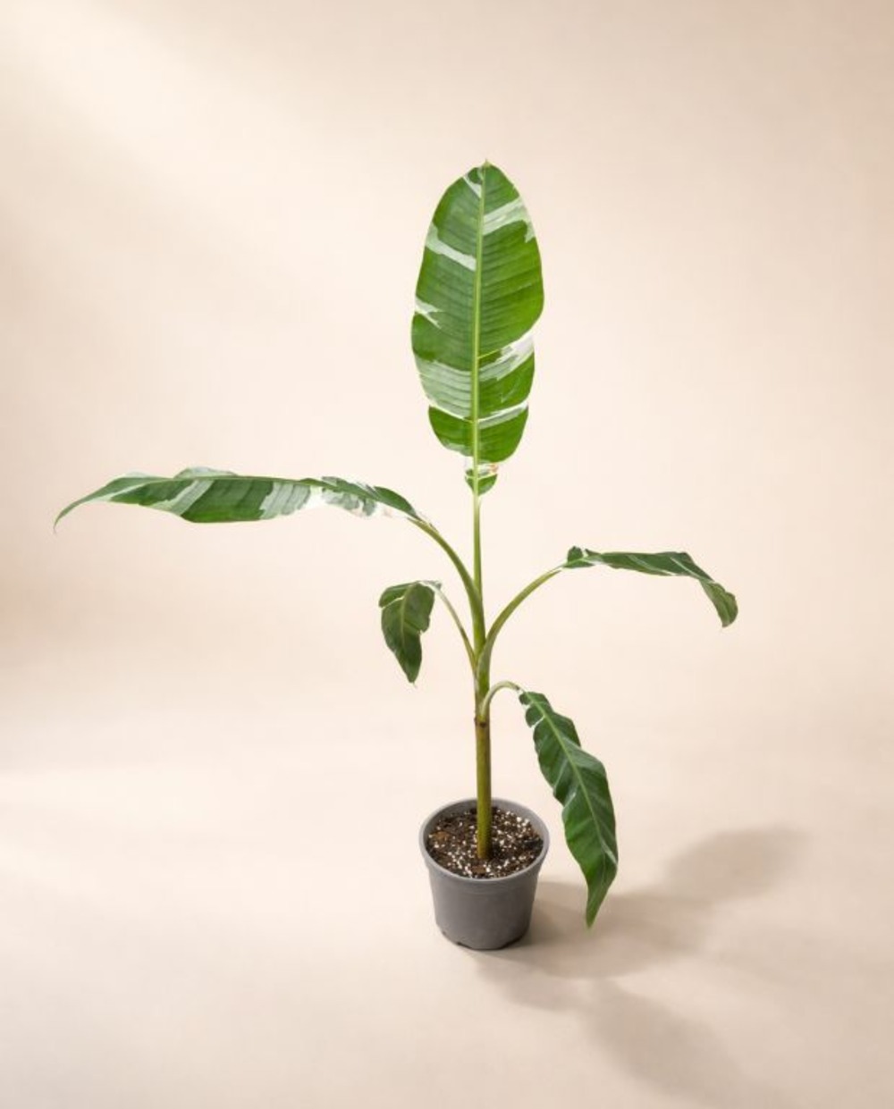 Musa florida variegata d. 15cm h. 40cm - plante d'intérieur