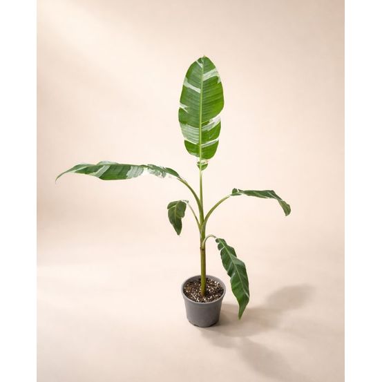 Musa florida variegata d. 15cm h. 40cm - plante d'intérieur