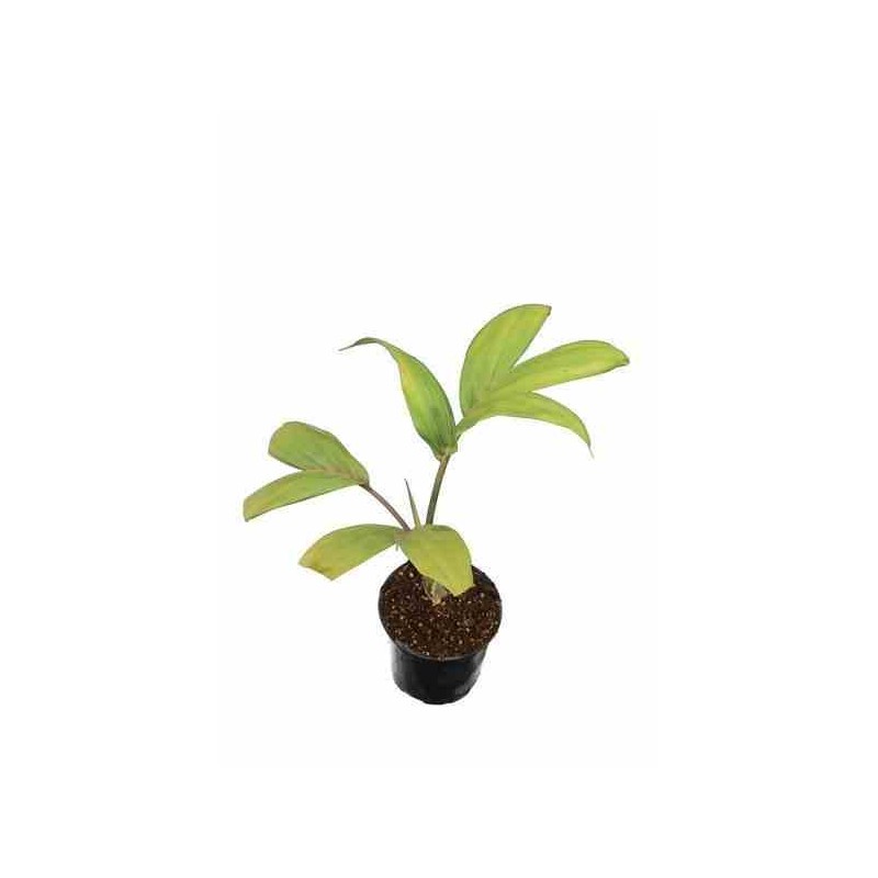 Chambeyronia macrocarpa   rouge - taille pot de 2 litres ? 30/40 cm