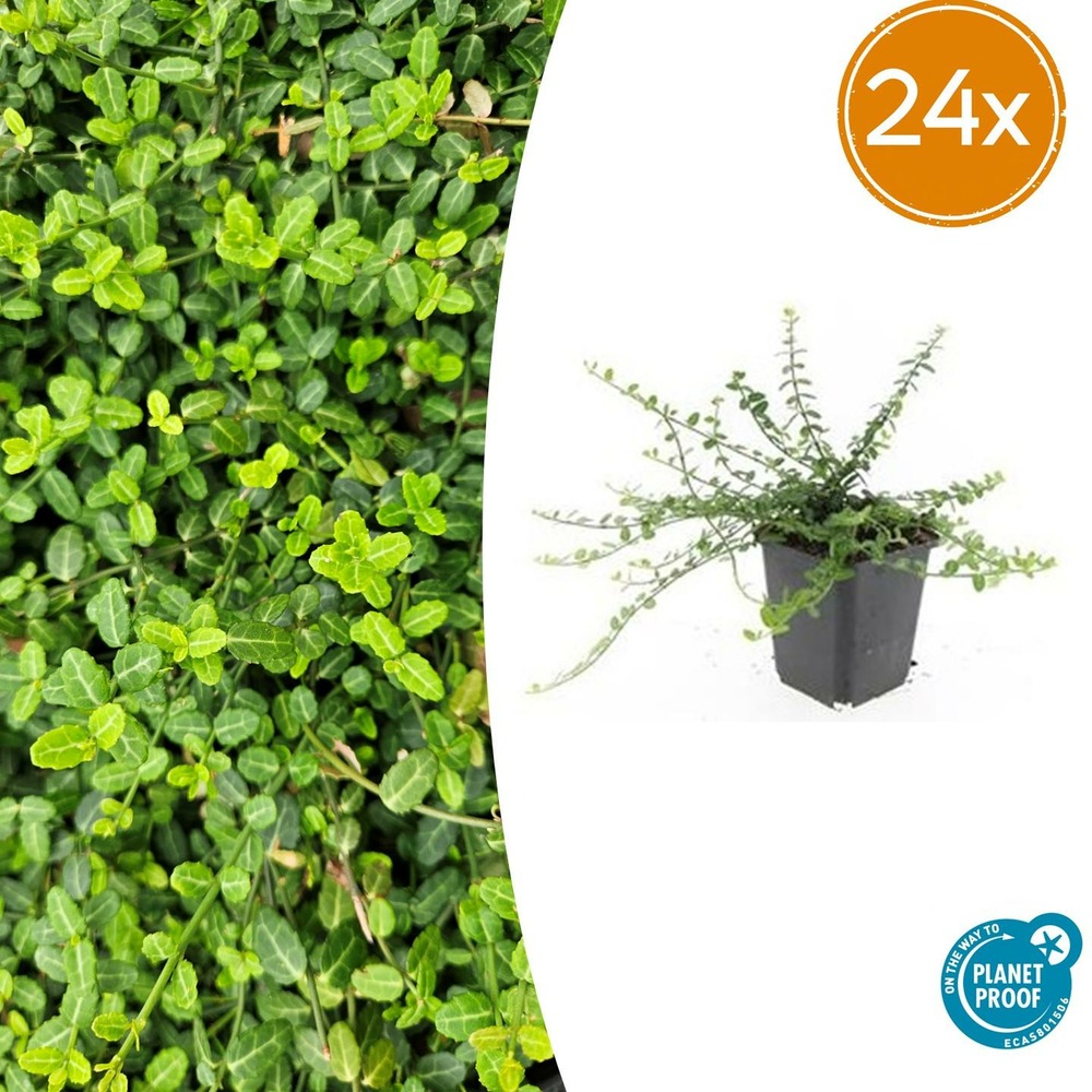 Lot de 24 - euonymus fort. 'minimus' - h10-25 cm