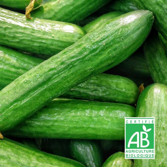 Graines de concombre vert long maraîcher - sans traitement sachet