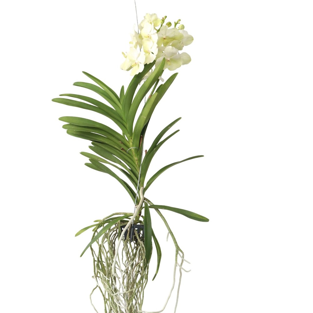 Orchidée - vanda 'tayanee white' - hauteur 45-55cm