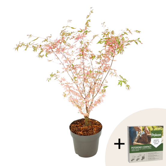 Érable du japon - acer palmatum 'taylor' - hauteur 50-60cm - ⌀19cm