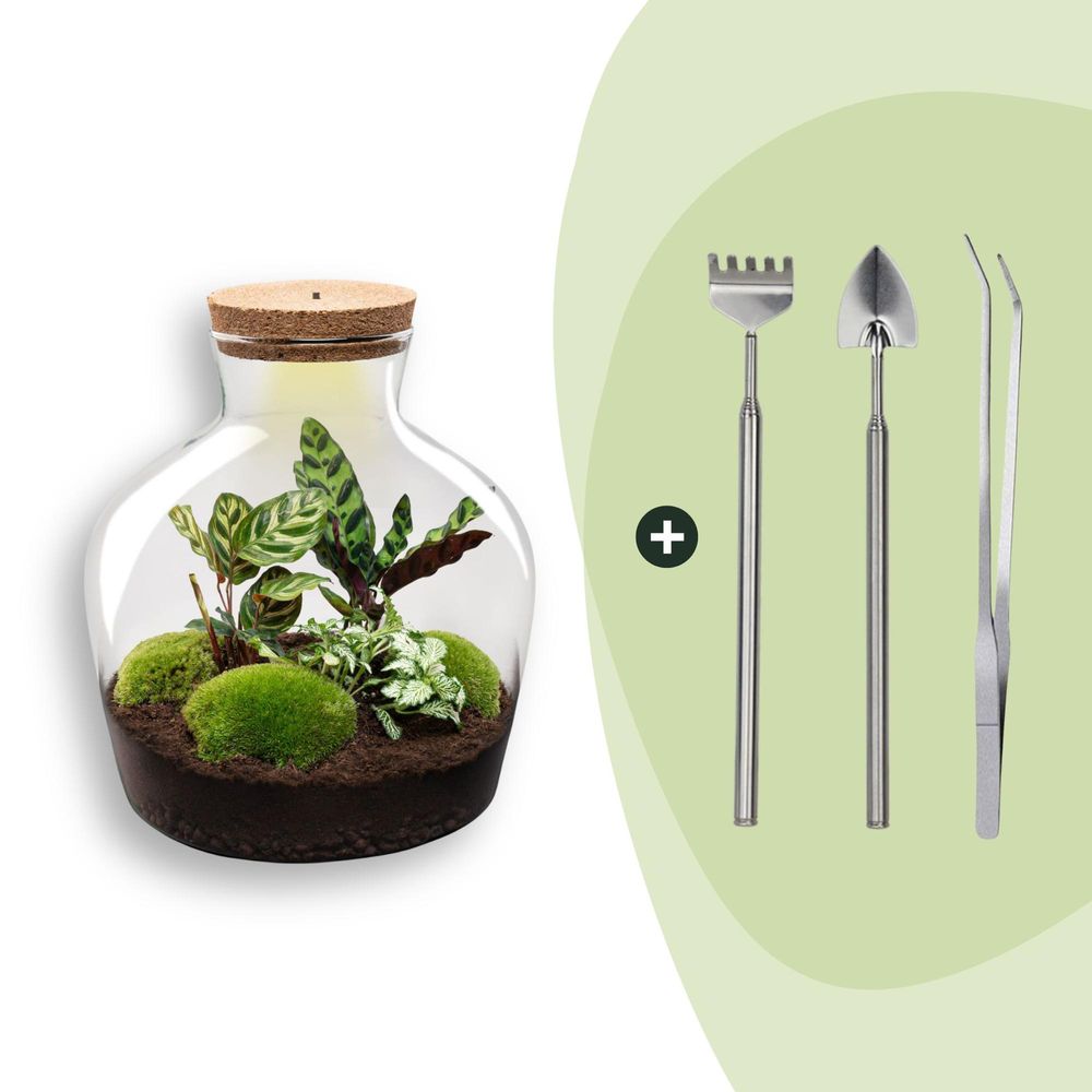 Diy terrarium - fat joe - h30 cm - ø30 cm - 30cm - réf 3659