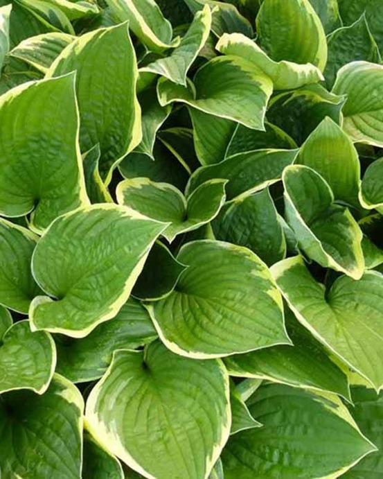 Hosta aureomarginata - le pot / ø 9cm