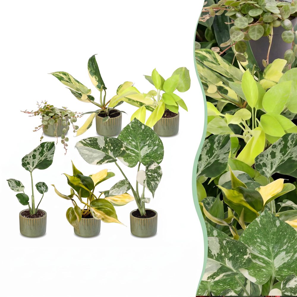 Baby tropical - lot de 6 monstera, philodendron et peperomia avec cache-pots linnea vert olive - h 10-15 cm, pot ø6 cm