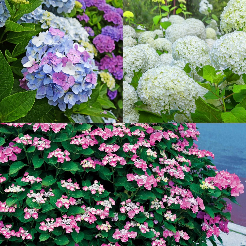 Collection d'hortensias pour massifs et haies fleuris - 3 arbustes - les 3 pots / 1.5l