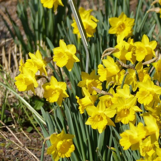 Narcisse obvalaris pseudonarcissus bulbe calibre 10/12 (par 10)