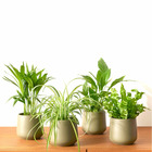 Collection de 4 plantes dépolluantes, les 4 pots / ø 12cm