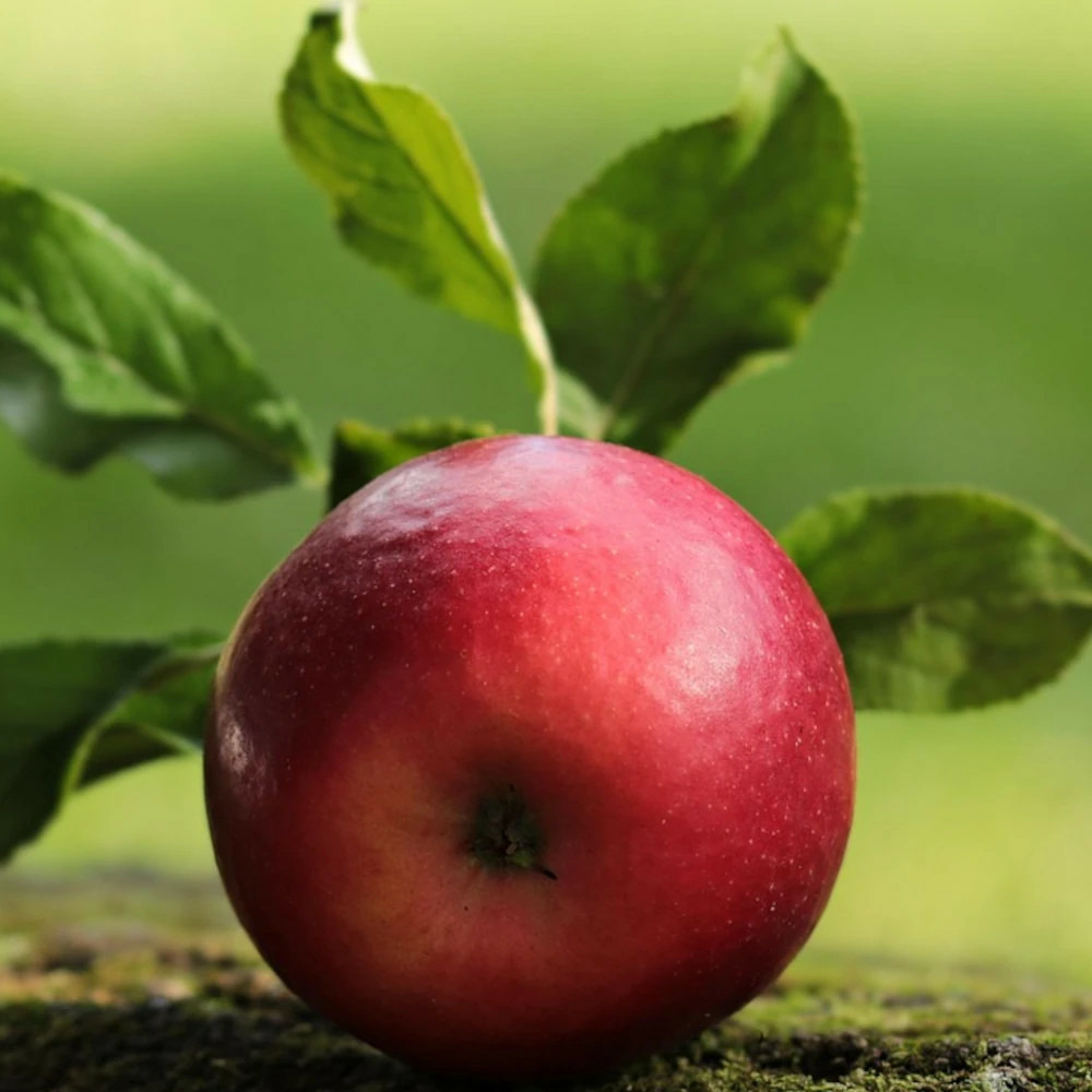 Pommier colonnaire red sensation pot de 7,5l - 80/100 cm