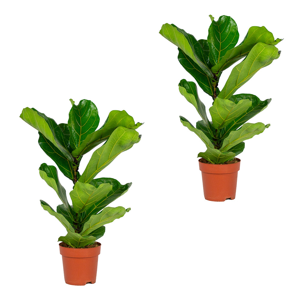 Lot de 2 - ficus lyrata - figuier lyre - plantes d’intérieur - 50-60 cm de haut - pot 17 cm