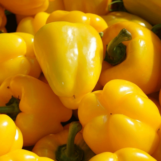 Plant de mini poivron midinor yellow godet