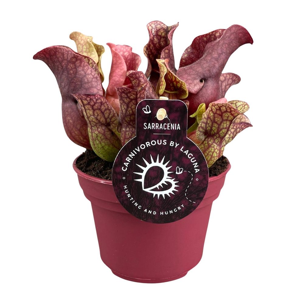 Sarracenia - ø12cm - ↕20cm - plantes d'intérieur