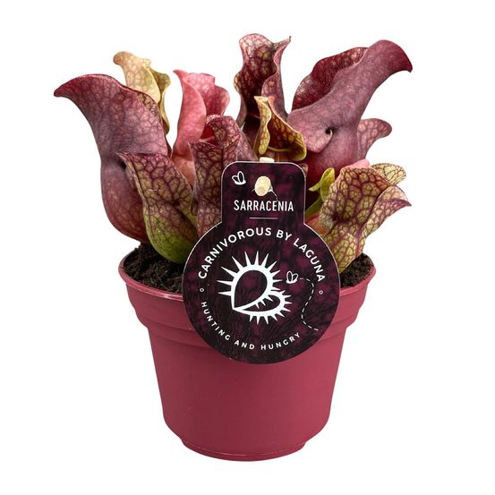 Sarracenia - ø12cm - ↕20cm - plantes d'intérieur