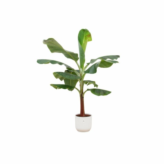 Bananier musa 120cm et son pot blanc - hauteur 120cm
