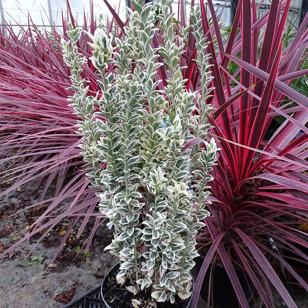 Fusain du japon 'white spire' pot de 7,5l/10l