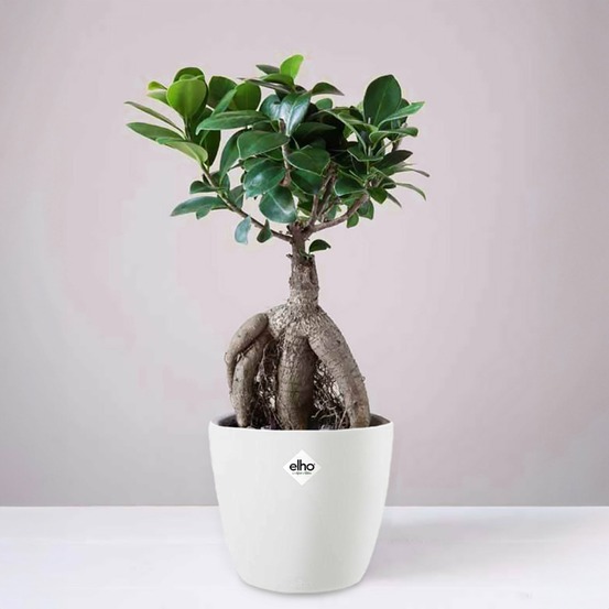 Ficus bonsai ginseng et son cache-pot blanc elho - le pot de 12 cm et le cache pot de 14 cm. Hauteur livrée 18 cm