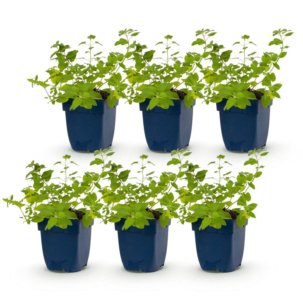 Népéta 'six hills giant' - lot de 6 - pot 11 cm - hauteur 25 cm - plante d'extérieur
