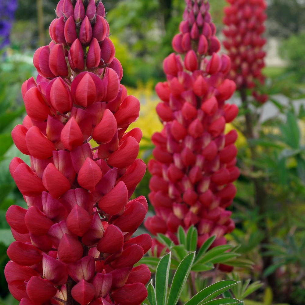 3 lupins rouges - le paquet de 3 racines nues, vendu par lot de 4