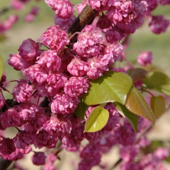 Gainier du canada 'pink pom pom's' pot de 7,5l/10l