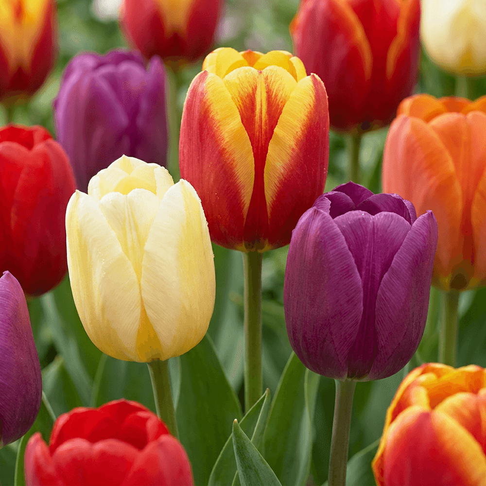 Tulipe triumph en mélange (tulipa) - floraison printanière - gros calibre (11/17) - 35 bulbes