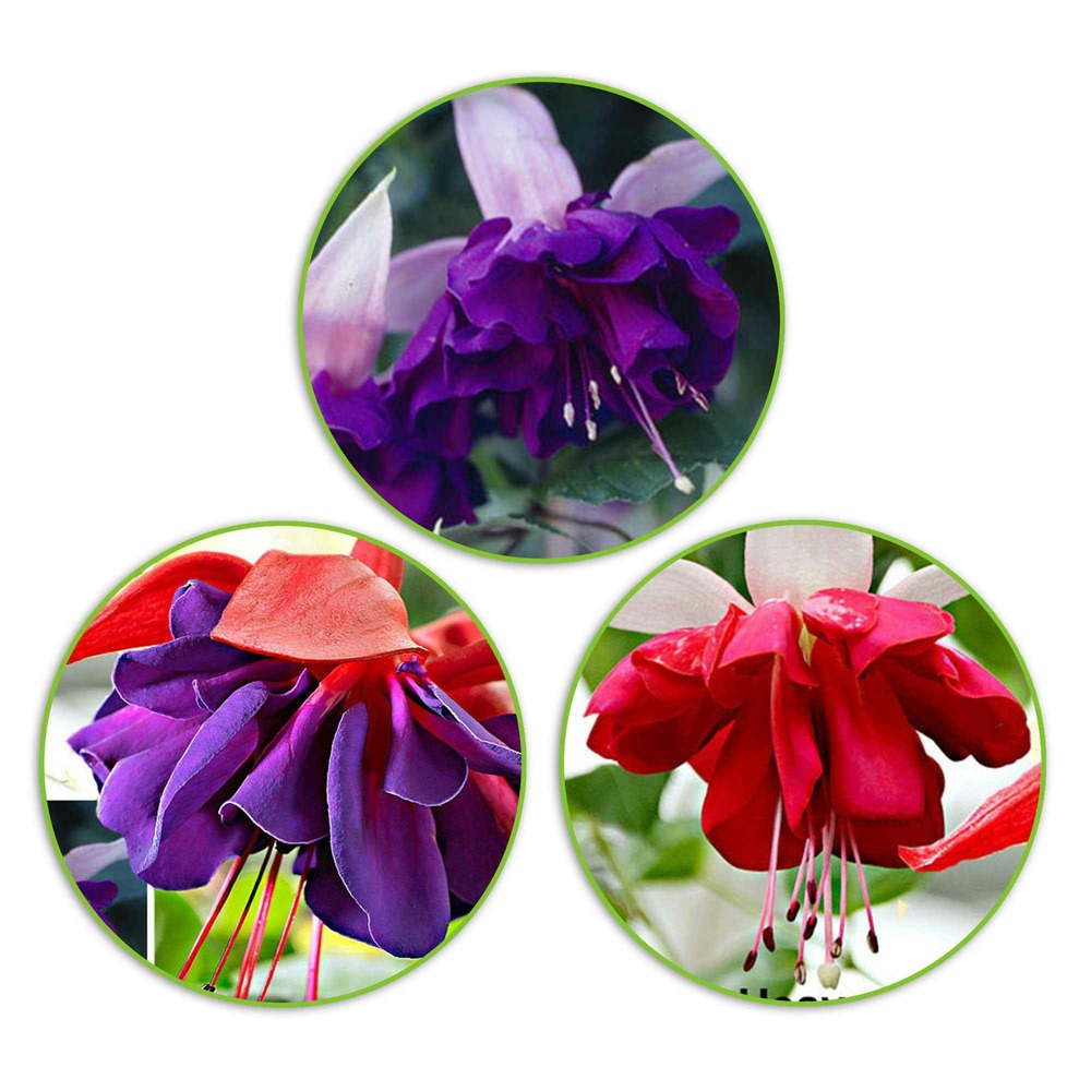 3 fuchsias en mélange (seventh heaven, voodoo, royal mosaic) - les 3 pots / ø 9cm